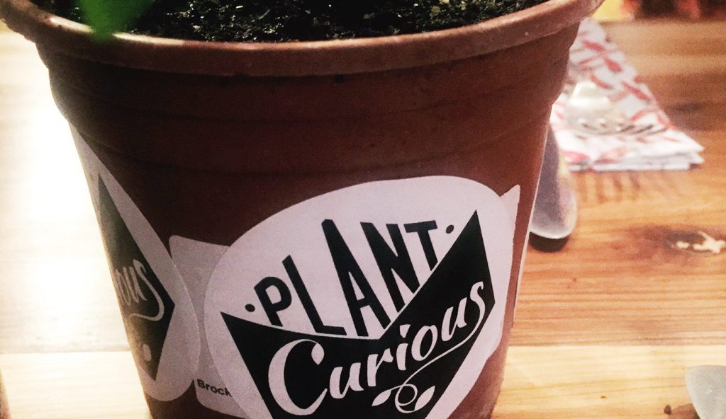plant curious