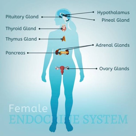 Female Endocrine System - balanced hormone signs