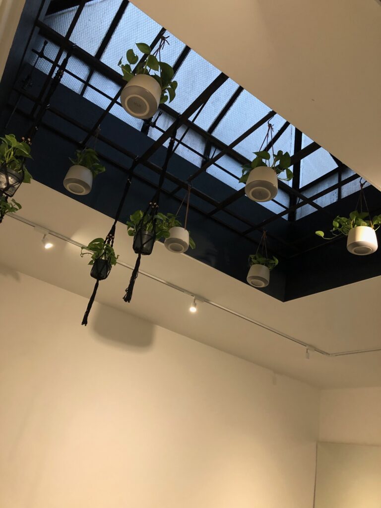 Plants hanging from the ceiling at the NRG barrebody studio 